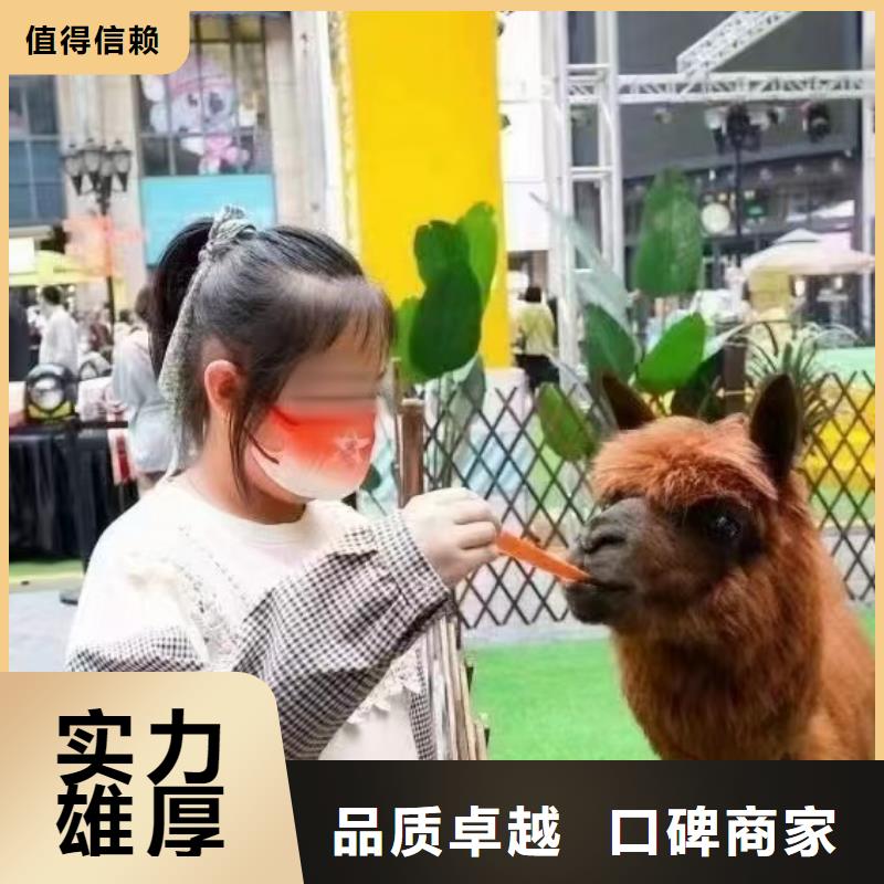 马戏团/羊驼-动物表演出租品质好