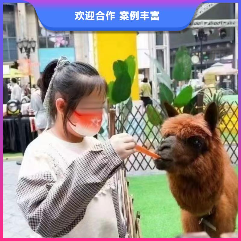 马戏团/羊驼_景区杂技表演专业团队