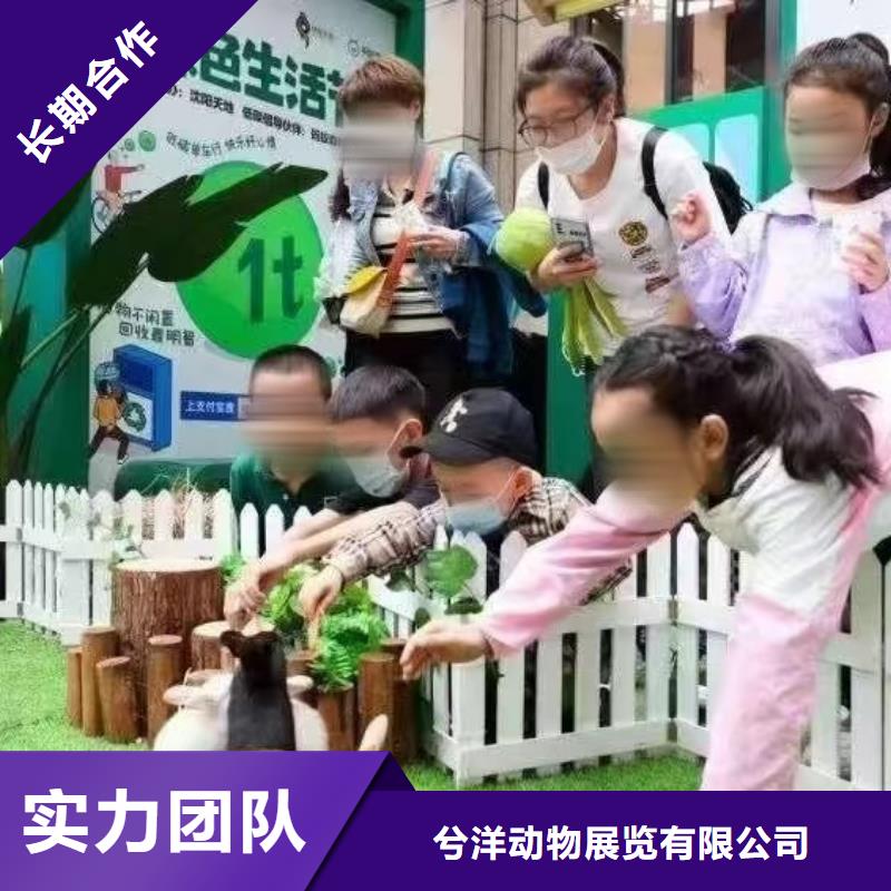 【马戏团/羊驼 【海狮表演】有实力】