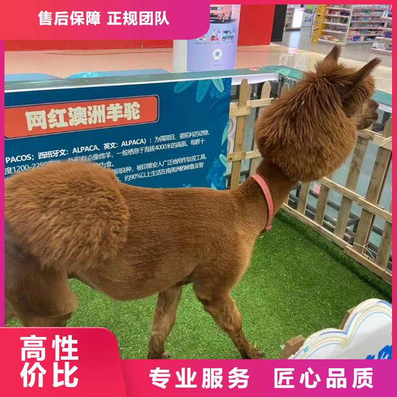 马戏团/羊驼鹦鹉表演值得信赖