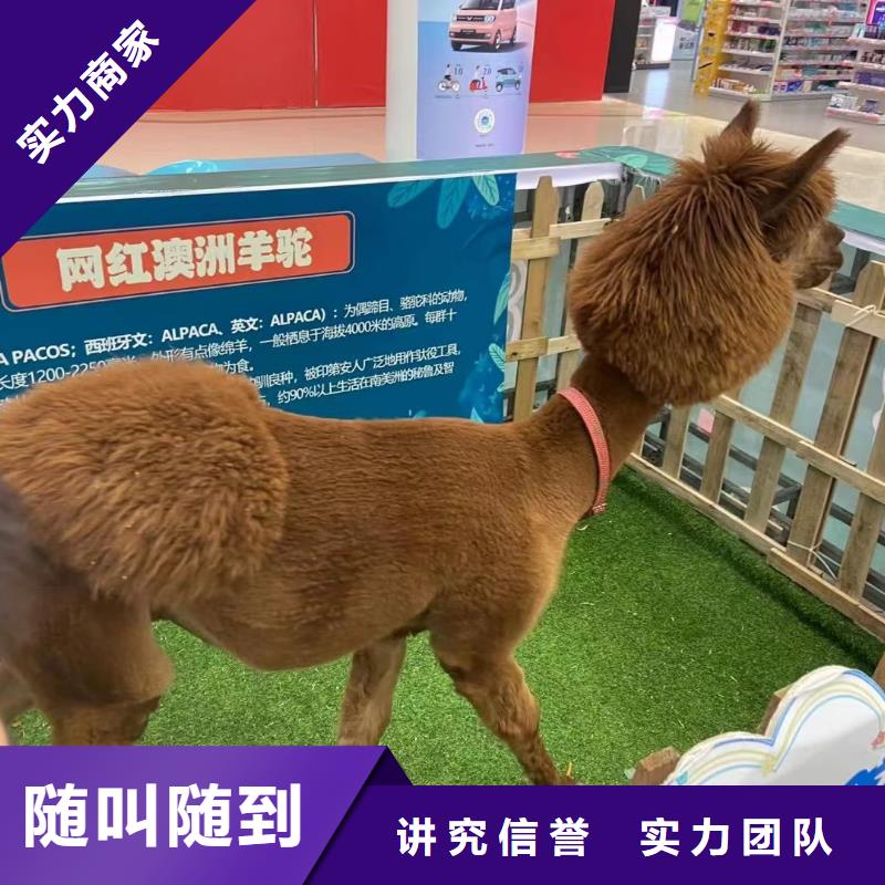 马戏团/羊驼出租企鹅公司