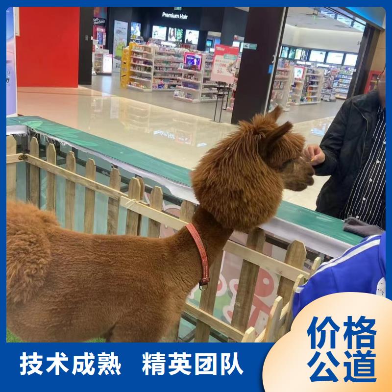 马戏团/羊驼,表演羊驼租赁案例丰富