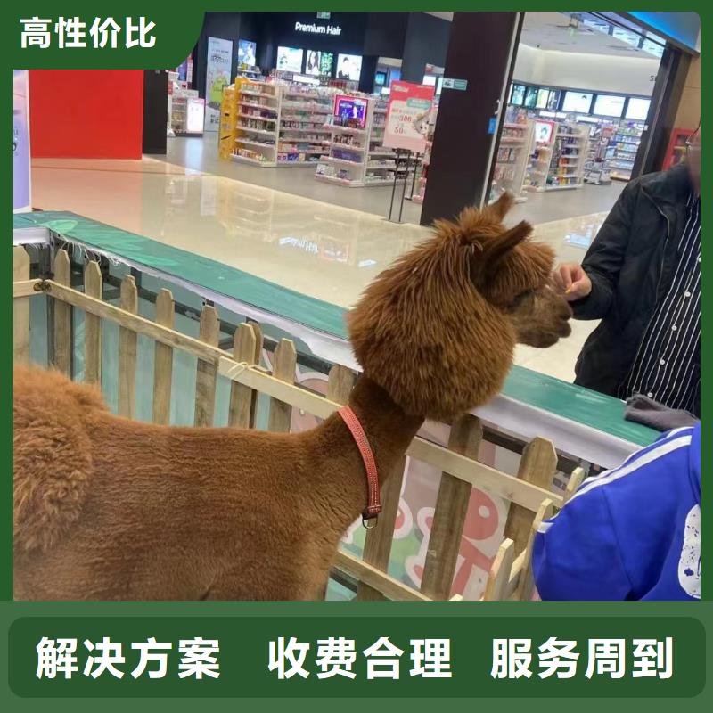马戏团/羊驼_【美人鱼出租演出】高品质