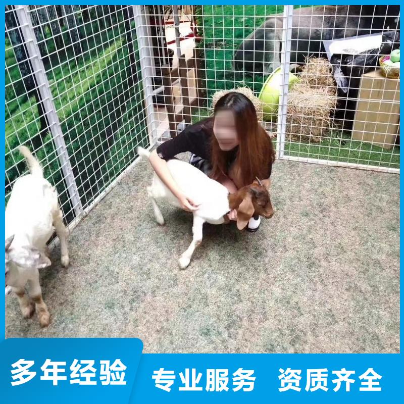 羊驼出租视频-辽源|通化|吉林|长春|四平|延边兮洋羊驼出租_ 兮洋动物展览(吉林省分公司)