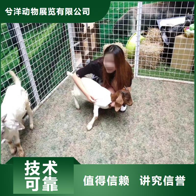 马戏团/羊驼杂耍演出技术成熟