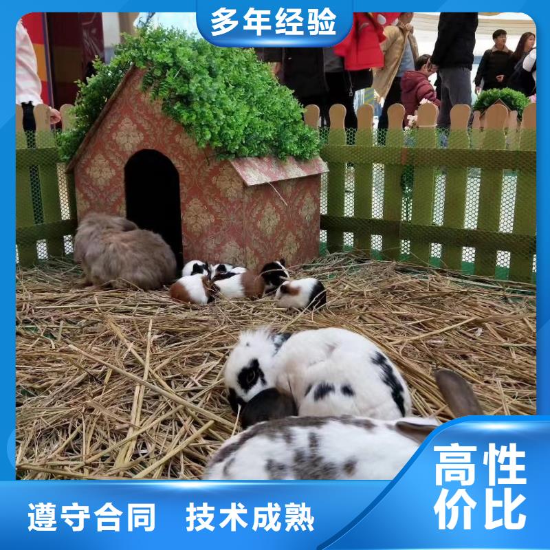 马戏团/羊驼 羊驼出租专业团队