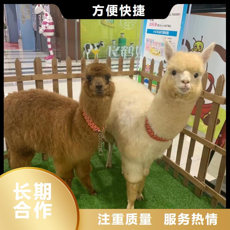 马戏团/羊驼,观赏性羊驼租赁技术好