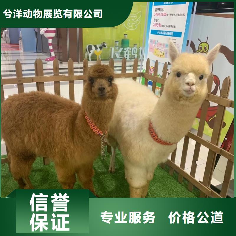 羊驼出租视频-河南省开封市兮洋羊驼出租可服务区域龙亭|金明|商丘|许昌|洛阳|焦作|信阳等