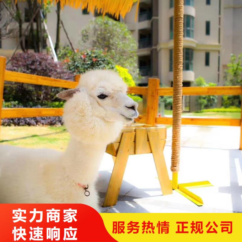 马戏团/羊驼_景区杂技表演专业团队