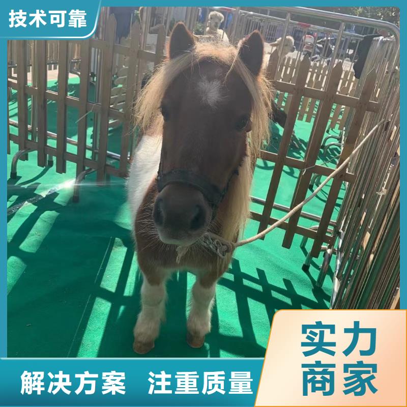 马戏团/羊驼 小香猪宠物出租行业口碑好