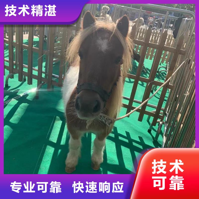 马戏团/羊驼出租表演鹦鹉价格美丽