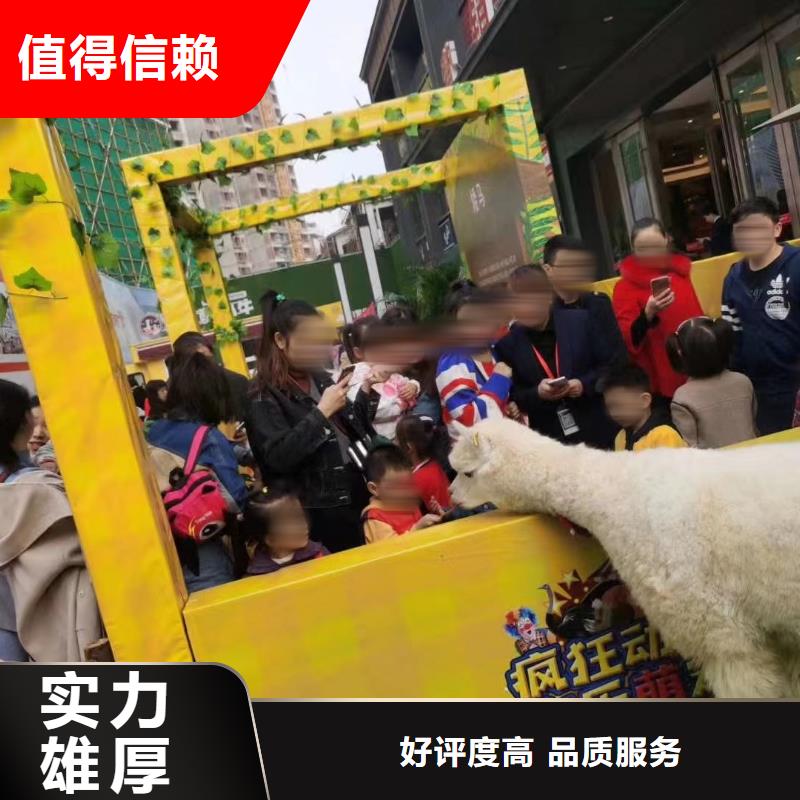 马戏团/羊驼美人鱼表演一站式服务