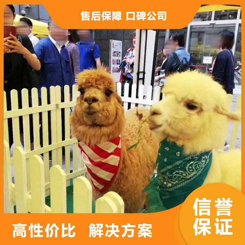 马戏团/羊驼马戏表演值得信赖