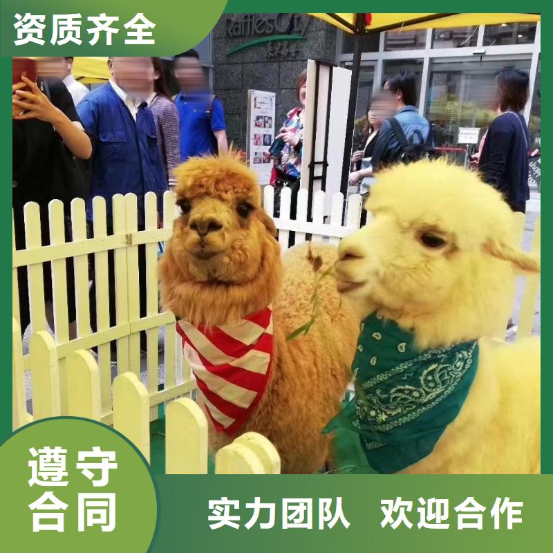 马戏团/羊驼-马戏团表演出租租赁诚实守信