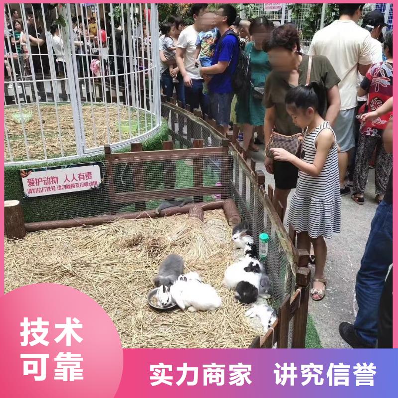 马戏团/羊驼,商场马戏表演出租知名公司