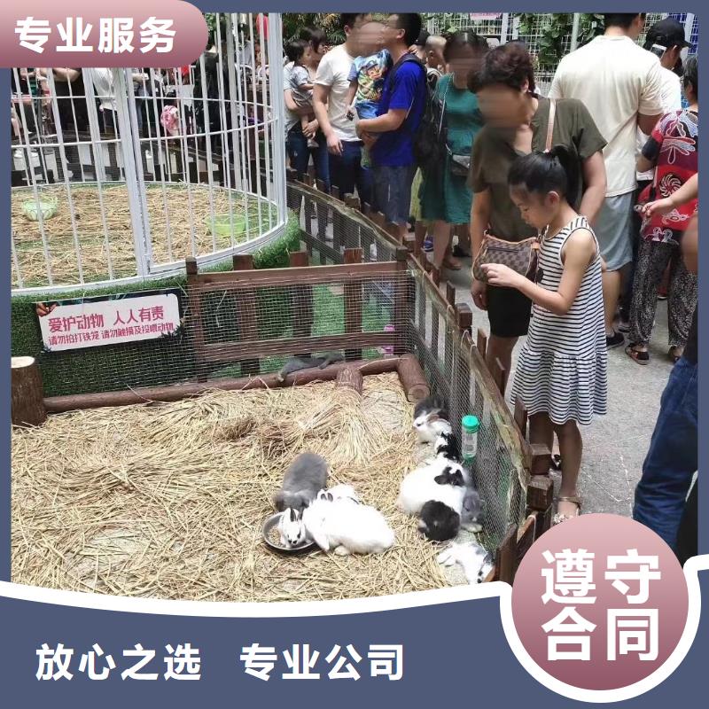 羊驼出租视频-辽源|通化|吉林|长春|四平|延边兮洋羊驼出租_ 兮洋动物展览(吉林省分公司)