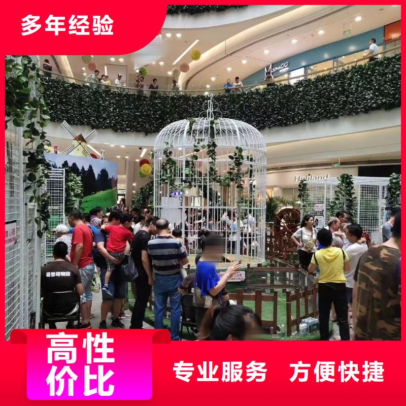 羊驼出租视频-辽源|通化|吉林|长春|四平|延边兮洋羊驼出租_ 兮洋动物展览(吉林省分公司)