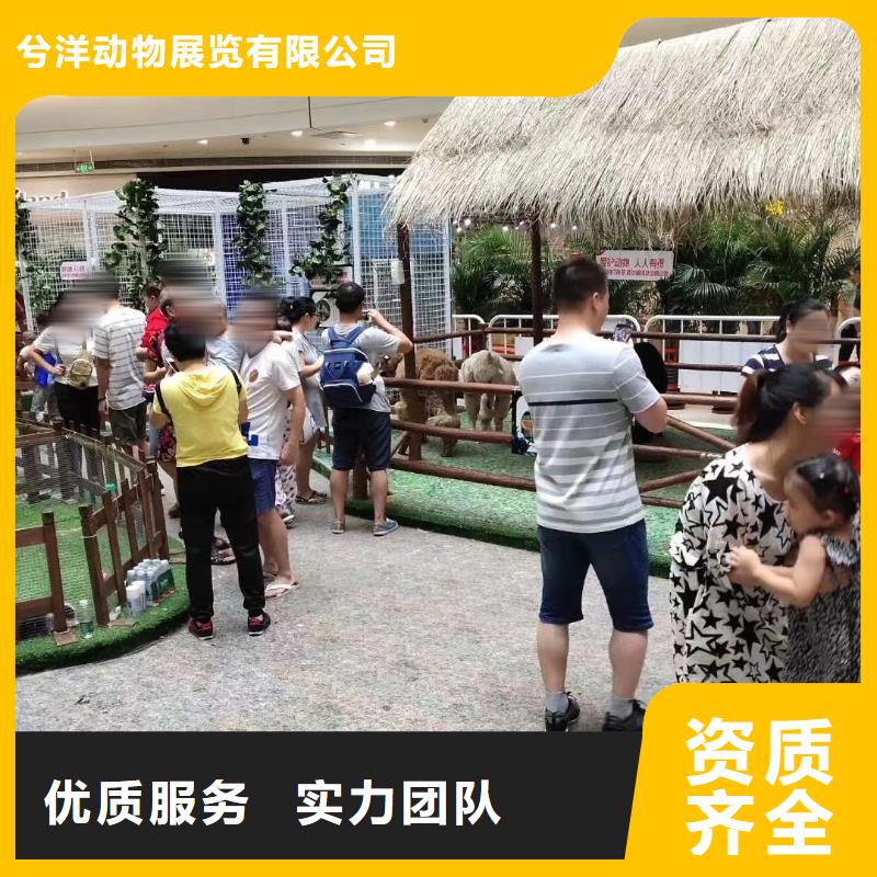 马戏团/羊驼海洋展租赁技术成熟