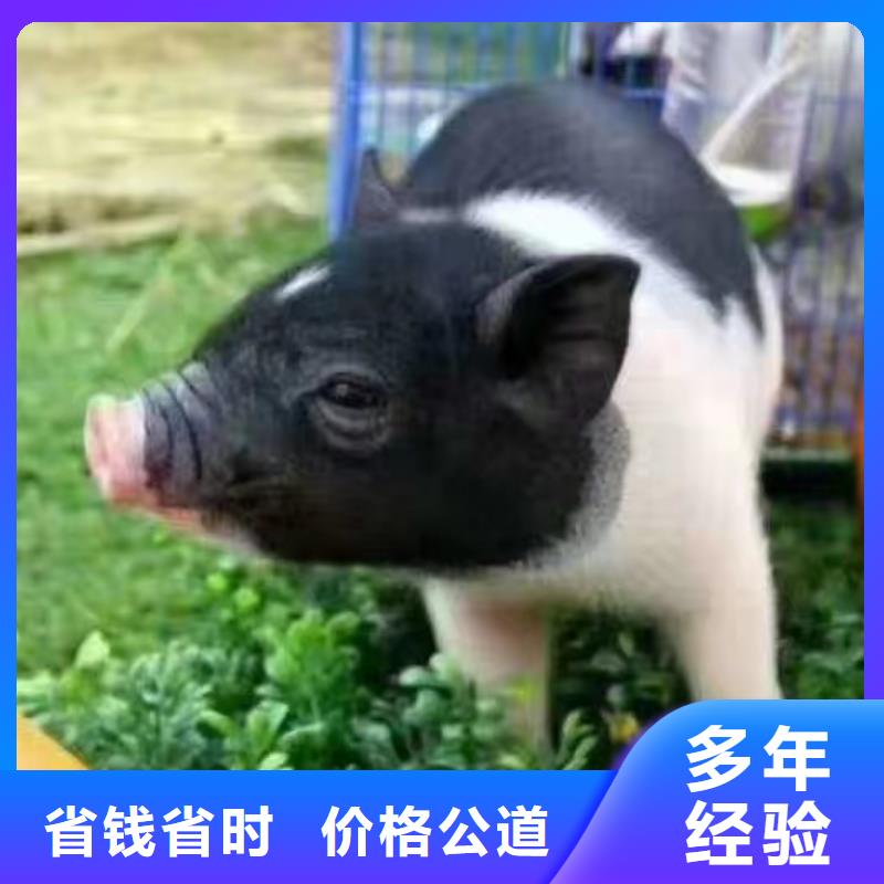 【马戏团/羊驼杂耍演出品质卓越】