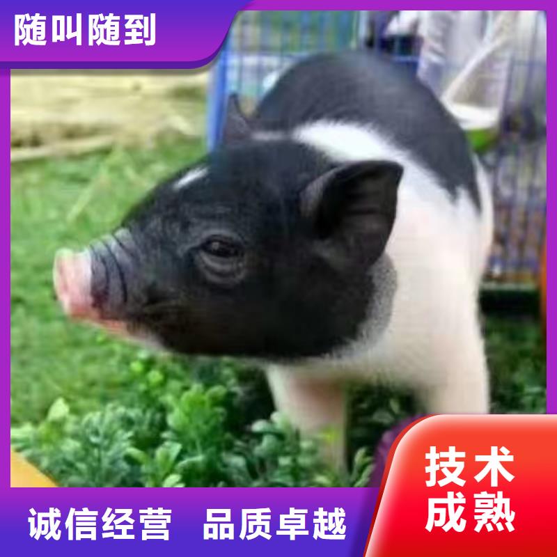 马戏团/羊驼_企鹅出租表演值得信赖