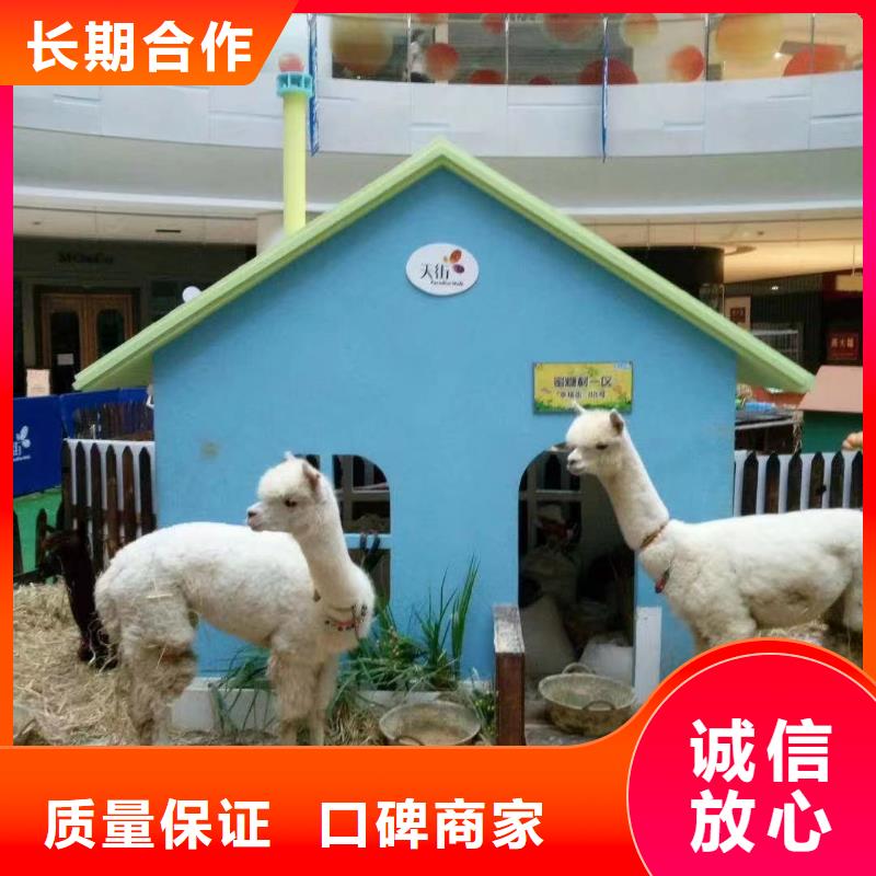 马戏团/羊驼杂耍演出匠心品质