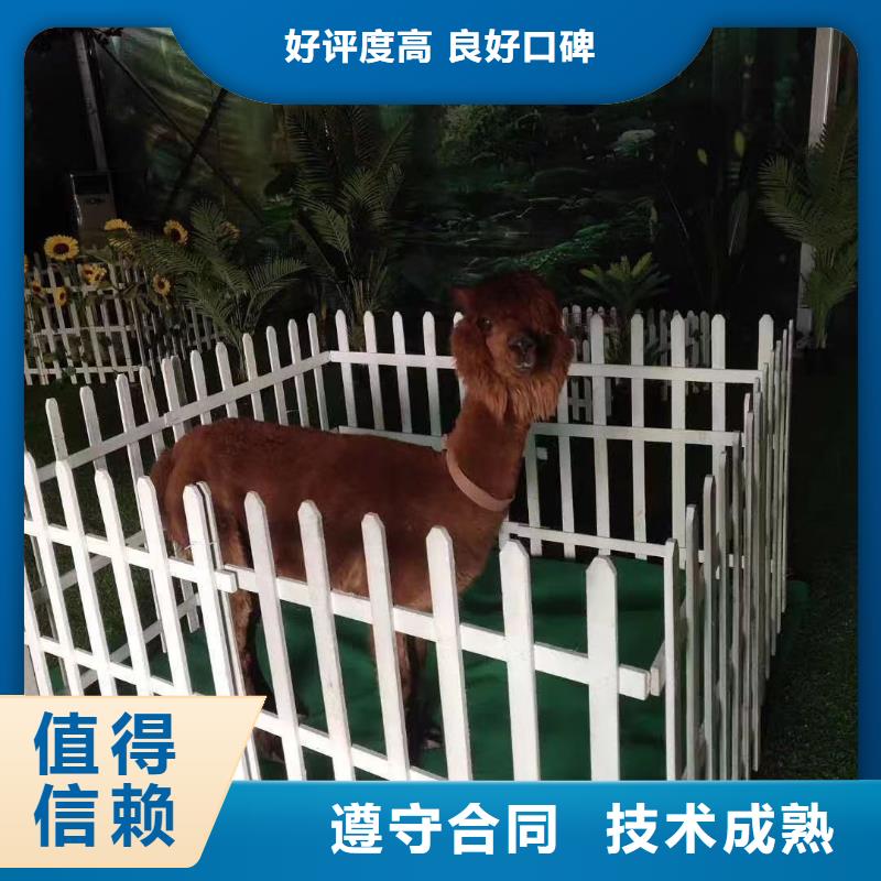 马戏团/羊驼【小香猪宠物出租】售后保障