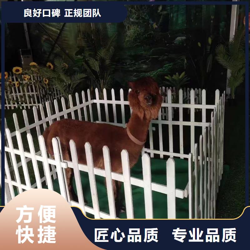 【马戏团/羊驼】马戏团表演出租租赁从业经验丰富