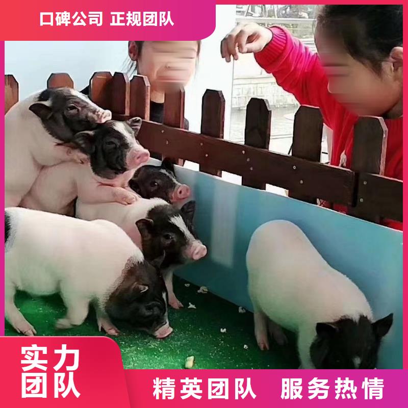 马戏团/羊驼出租表演鹦鹉价格美丽