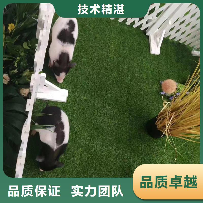 羊驼出租视频-辽源|通化|吉林|长春|四平|延边兮洋羊驼出租_ 兮洋动物展览(吉林省分公司)