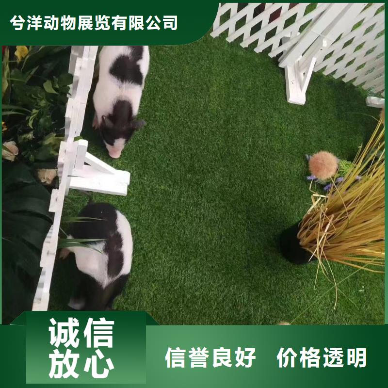 马戏团/羊驼杂耍演出技术成熟