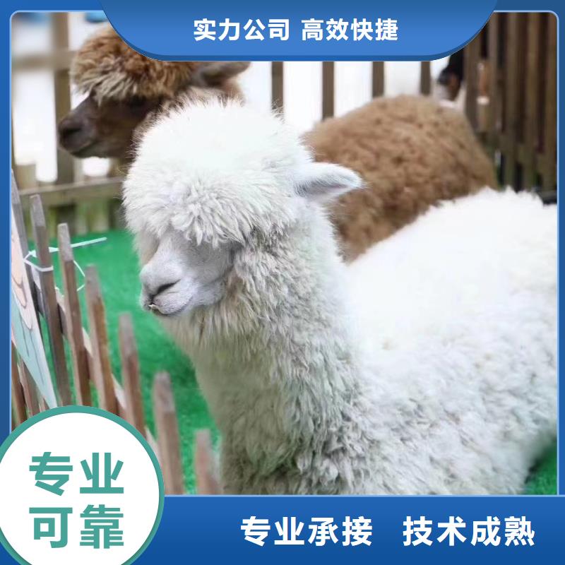 羊驼出租视频-云南省保山市兮洋羊驼出租可服务区域腾冲|施甸|丽江|红河|德宏|玉溪|昆明|怒江等