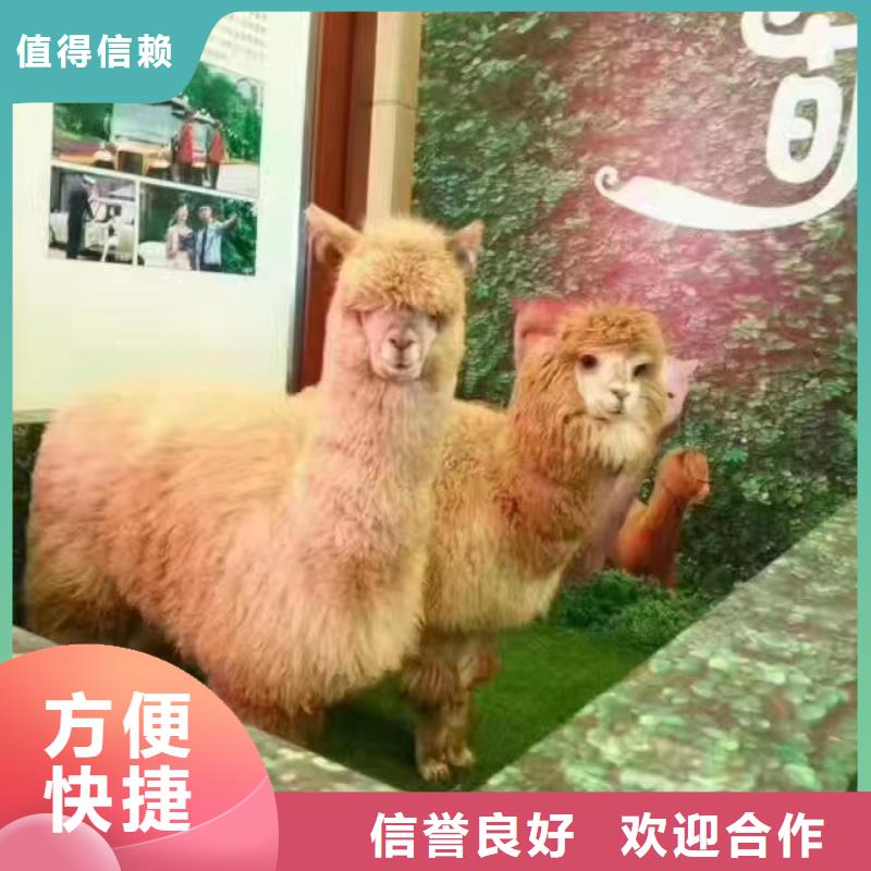 羊驼出租视频-辽源|通化|吉林|长春|四平|延边兮洋羊驼出租_ 兮洋动物展览(吉林省分公司)
