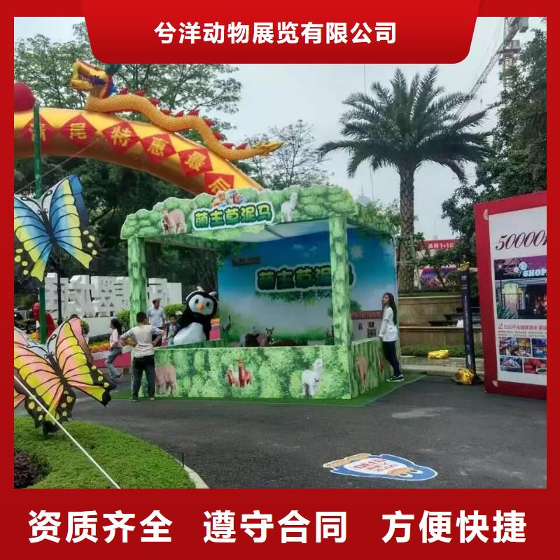 羊驼出租视频-河南省开封市兮洋羊驼出租可服务区域龙亭|金明|商丘|许昌|洛阳|焦作|信阳等