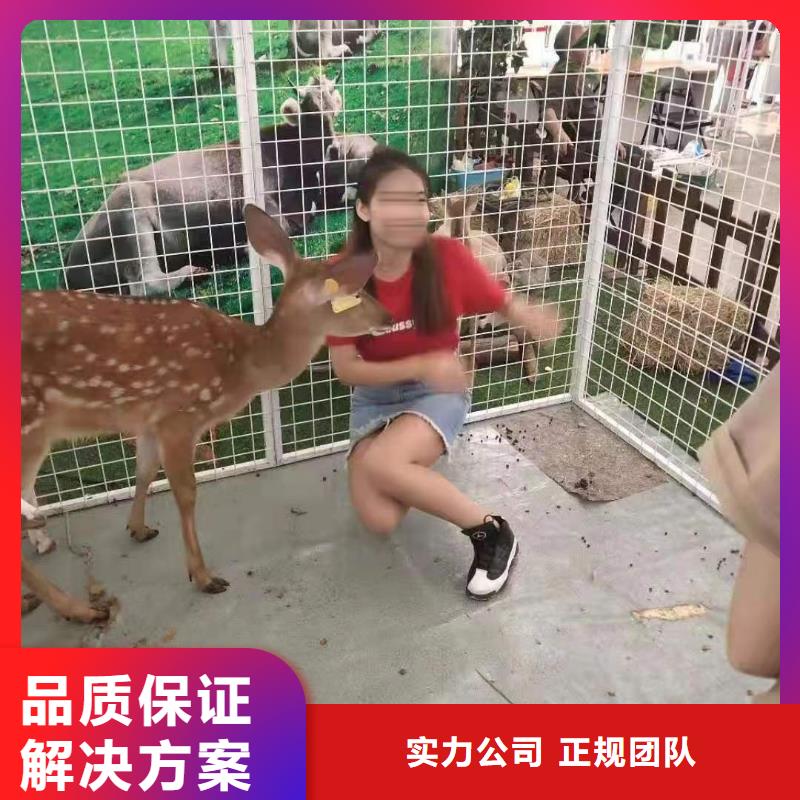 马戏团/羊驼 环球飞车表演出租诚实守信