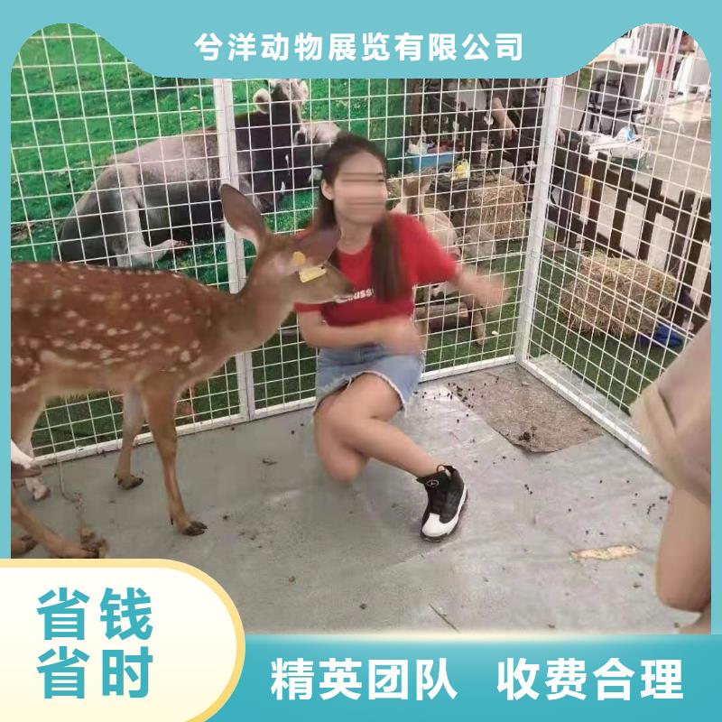 羊驼出租视频-龙华|琼山|三亚羊驼出租优质服务-兮洋动物展览(海口市分公司)
