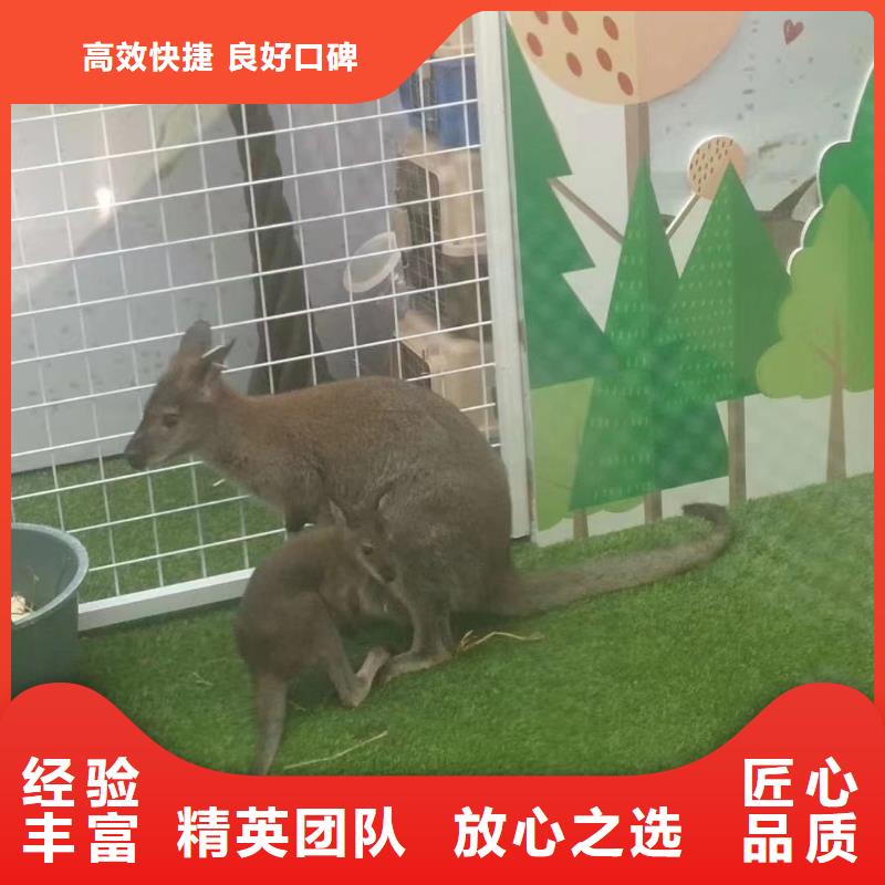 羊驼出租视频-云南省保山市兮洋羊驼出租可服务区域腾冲|施甸|丽江|红河|德宏|玉溪|昆明|怒江等