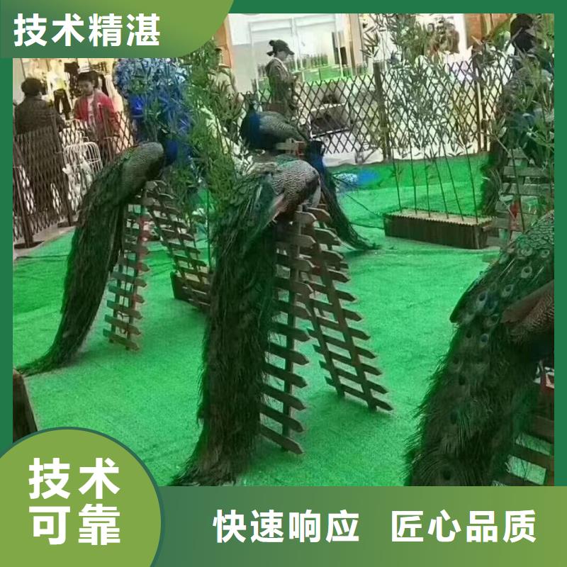 羊驼出租视频-辽源|通化|吉林|长春|四平|延边兮洋羊驼出租_ 兮洋动物展览(吉林省分公司)
