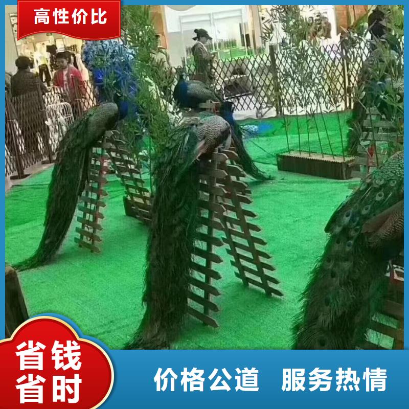 马戏团/羊驼海洋展租赁正规团队