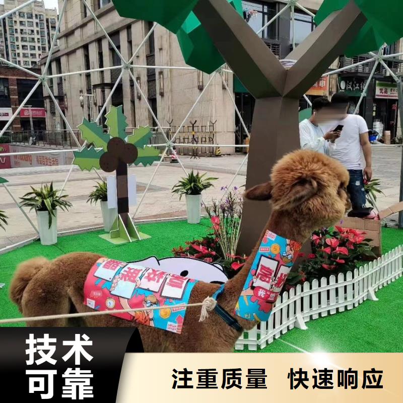 羊驼出租视频-云南省保山市兮洋羊驼出租可服务区域腾冲|施甸|丽江|红河|德宏|玉溪|昆明|怒江等