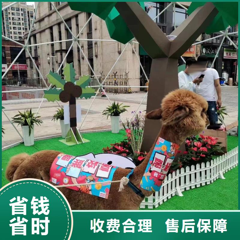 马戏团/羊驼_动物杂技表演租赁解决方案