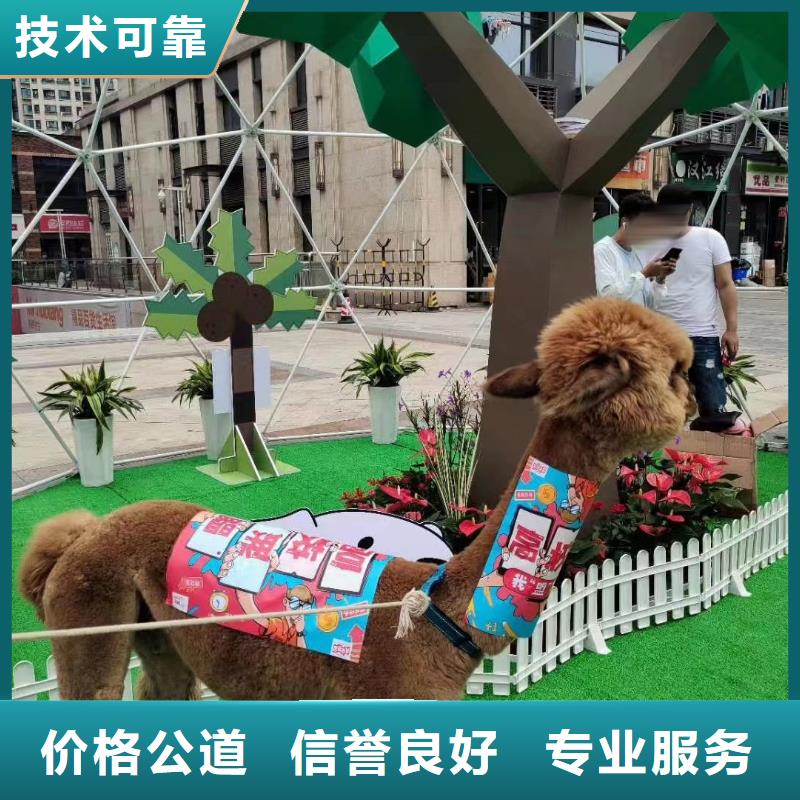 马戏团/羊驼 环球飞车表演出租诚实守信