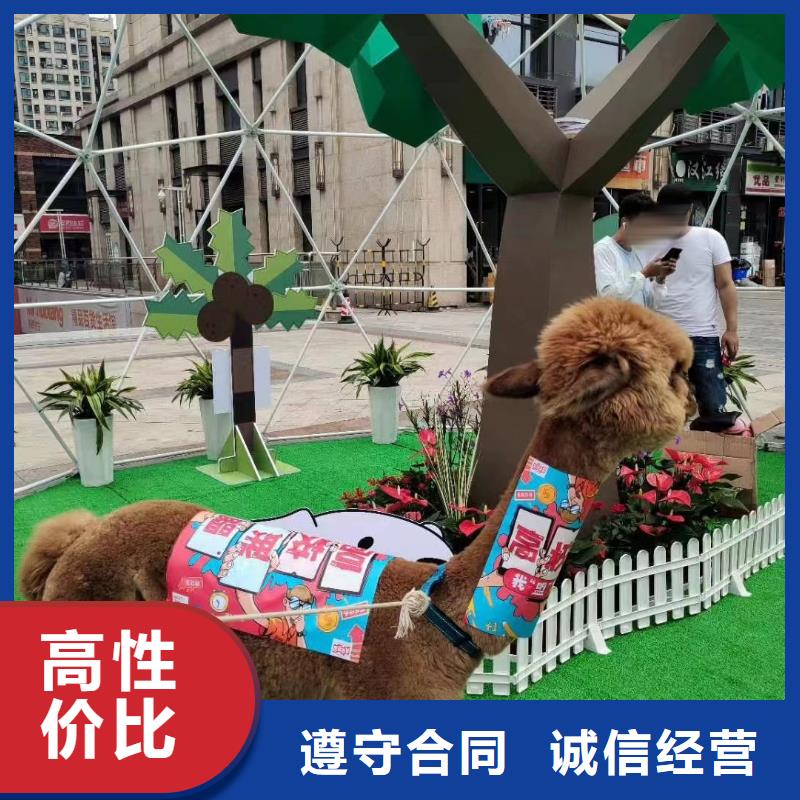 马戏团/羊驼海狮表演出租诚实守信