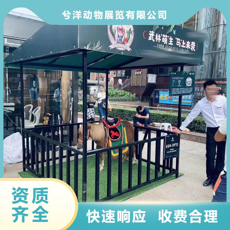 马戏团/羊驼杂耍演出匠心品质