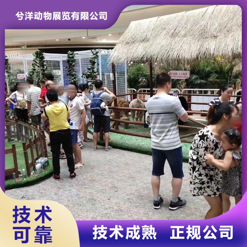 羊驼出租视频-龙华|琼山|三亚羊驼出租优质服务-兮洋动物展览(海口市分公司)