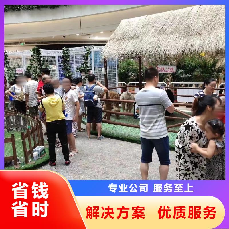 马戏团/羊驼水族海洋展专业服务