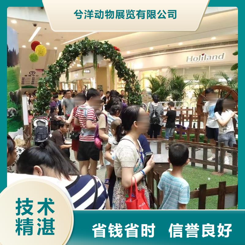 马戏团/羊驼羊驼出租注重质量