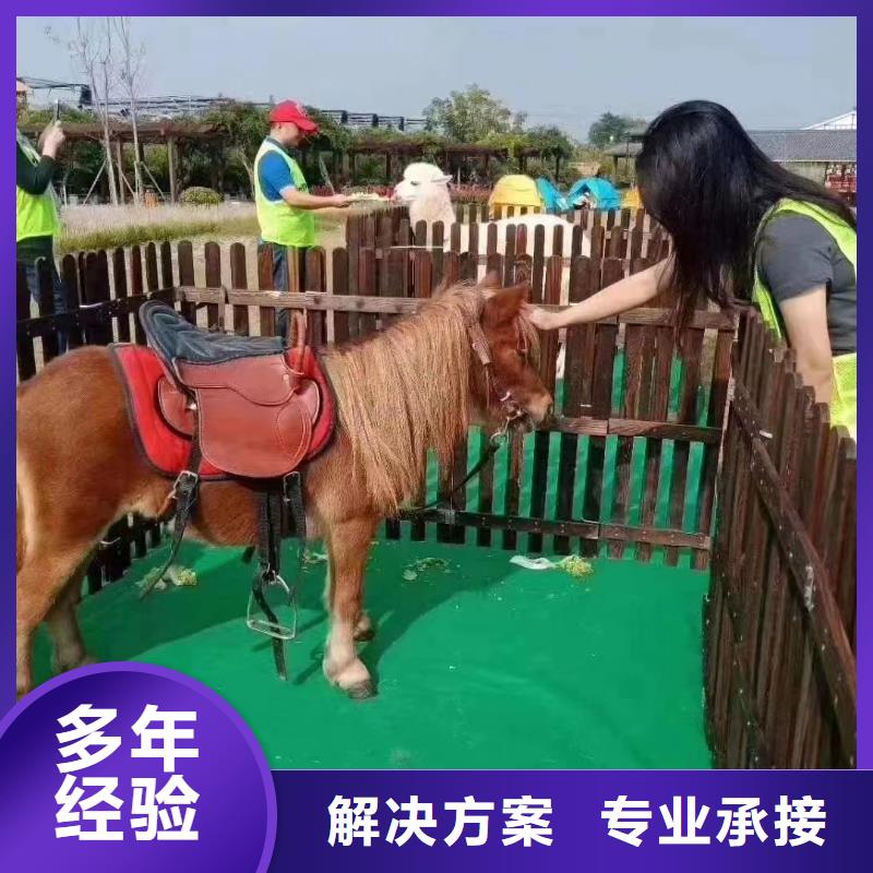 马戏团/羊驼_海狮表演出租2025专业的团队