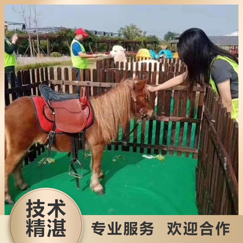 马戏团/羊驼杂耍演出匠心品质