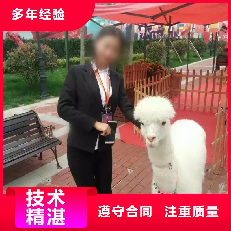 马戏团/羊驼 【马戏团表演出租租赁】拒绝虚高价