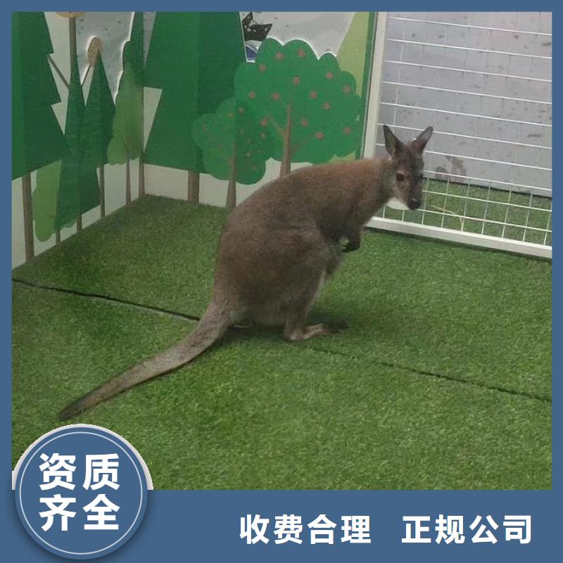 马戏团/羊驼_【美人鱼出租演出】高品质